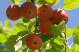 Organic Origins Fresh Fruit